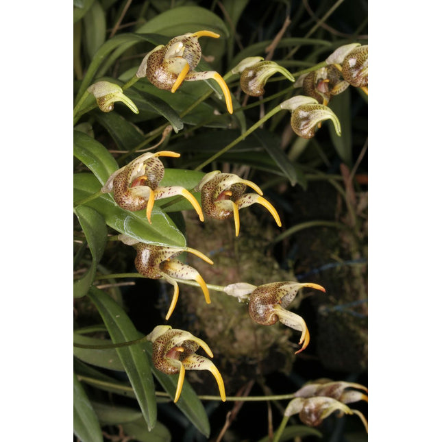 Masdevallia dynastes - Orchids for the People