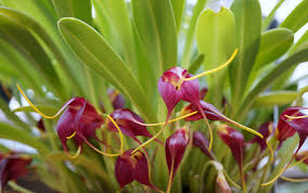 Masdevallia rolfeana - Orchids for the People