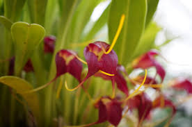 Masdevallia rolfeana - Orchids for the People