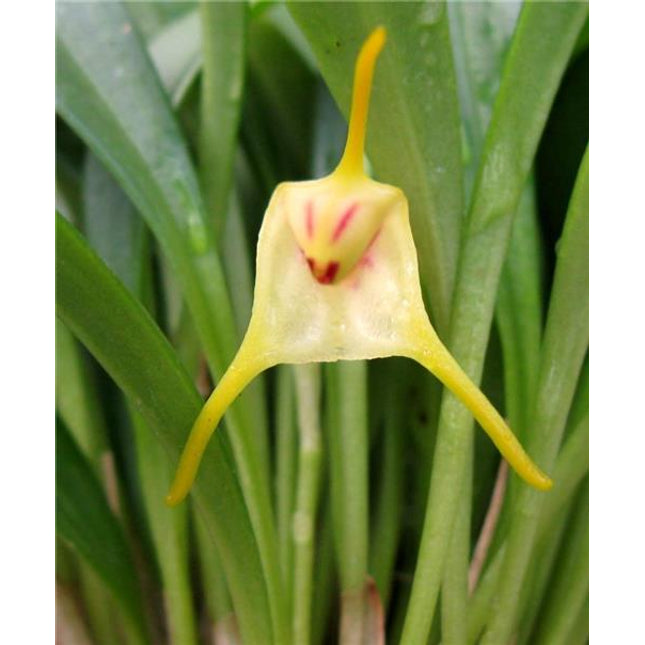 Masdevallia chasei - Orchids for the People
