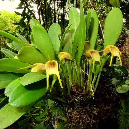 Masdevallia chasei - Orchids for the People