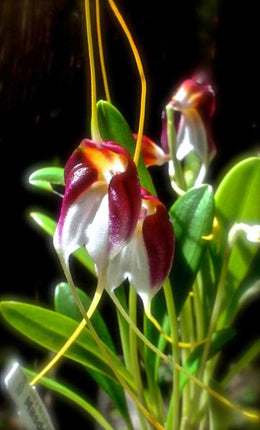 Masdevallia schroederiana - Orchids for the People