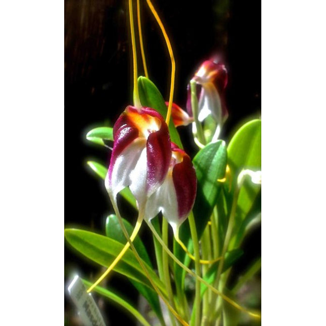 Masdevallia schroederiana - Orchids for the People