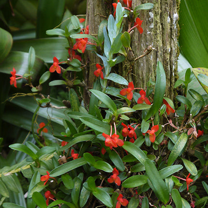 Maxillaria sophronitis - Orchids for the People