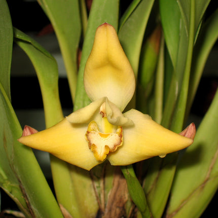 Maxillaria molitor - Orchids for the People