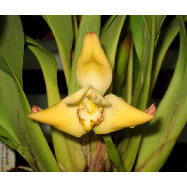 Maxillaria molitor - Orchids for the People