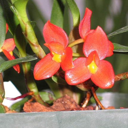 Maxillaria sophronitis - Orchids for the People