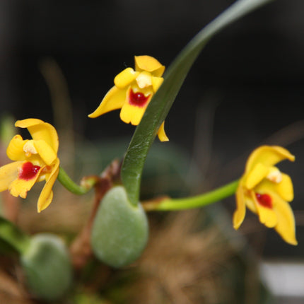 Maxillaria variabilis - Orchids for the People