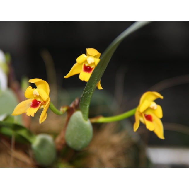 Maxillaria variabilis - Orchids for the People