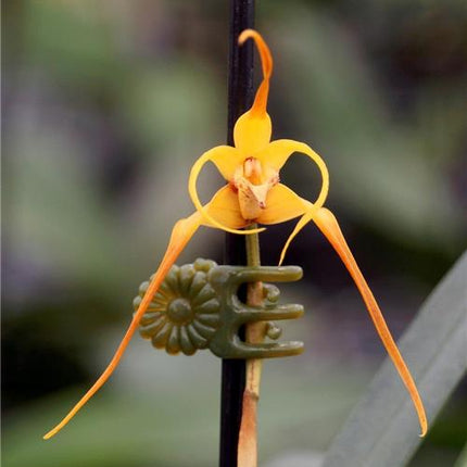 Maxillaria lepidota - Orchids for the People