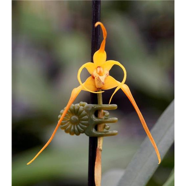 Maxillaria lepidota - Orchids for the People