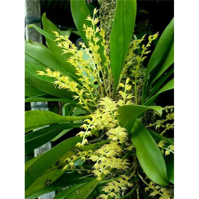 Bulbophyllum obtusipetalum - Orchids for the People