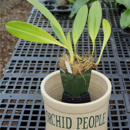 Bulbophyllum obtusipetalum - Orchids for the People