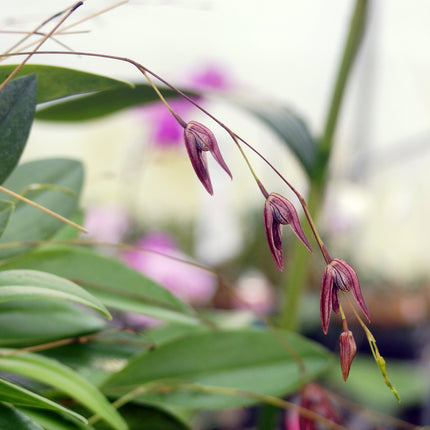 Pleurothallis pachyglossa - Orchids for the People