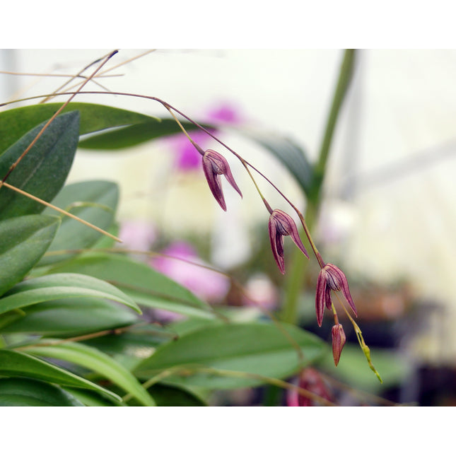 Pleurothallis pachyglossa - Orchids for the People