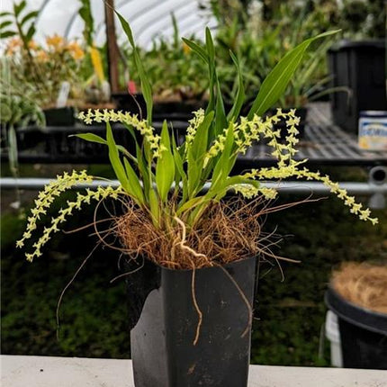 Dendrochilum pangasinanense - Orchids for the People