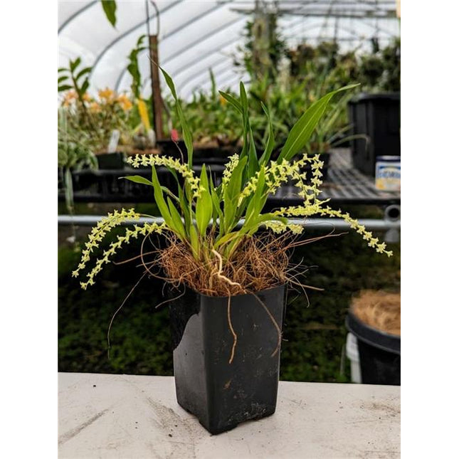 Dendrochilum pangasinanense - Orchids for the People