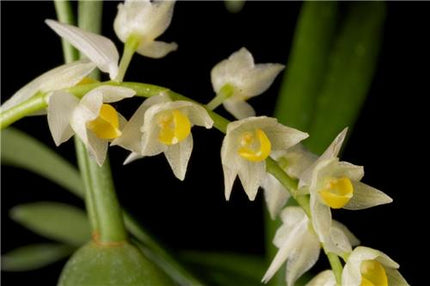 Pholidota cantonensis - Orchids for the People