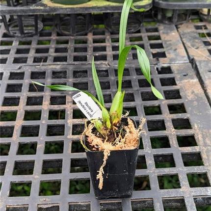 Maxillaria (picta x tenuifolia) - Orchids for the People
