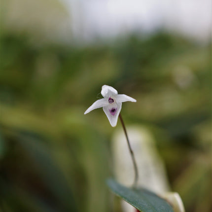 Pleurothallis eumecocaulon - Orchids for the People