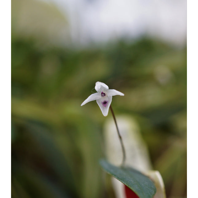 Pleurothallis eumecocaulon - Orchids for the People