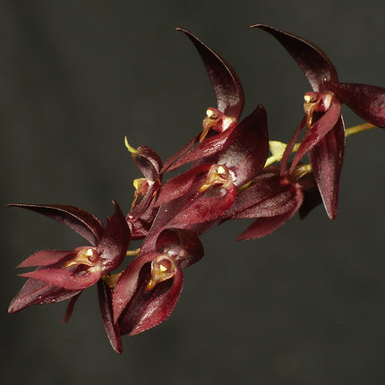Pleurothallis rowleei - Orchids for the People