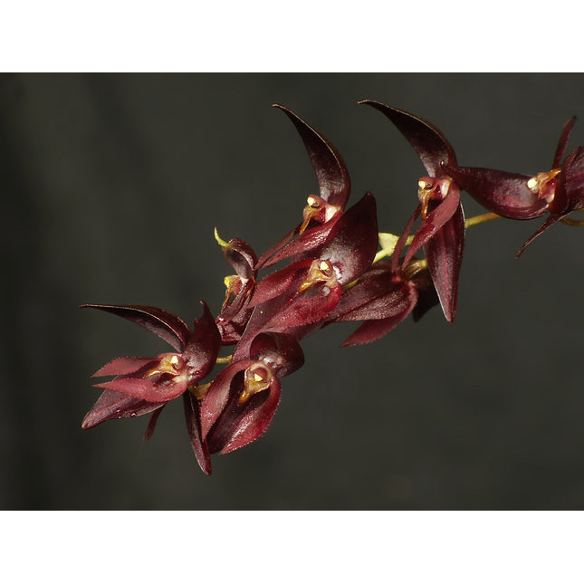 Pleurothallis rowleei - Orchids for the People