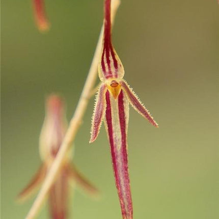 Pleurothallis stricta - Orchids for the People