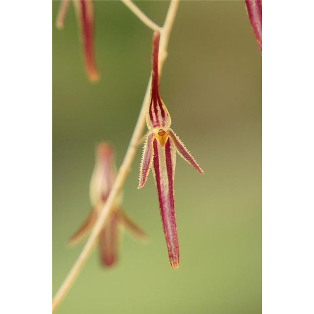 Pleurothallis stricta - Orchids for the People