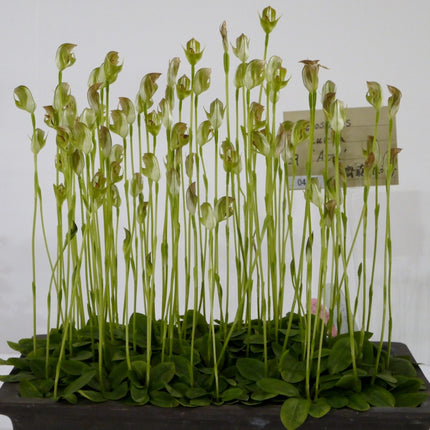 Pterostylis curta - Orchids for the People
