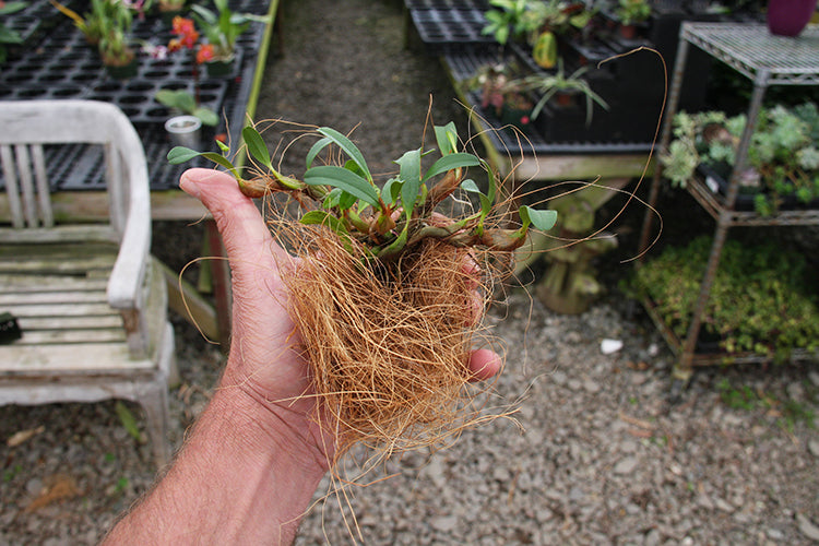 coconut fibre for pot plants Coconut Fiber for Potting and Mounting – Orchids for the People