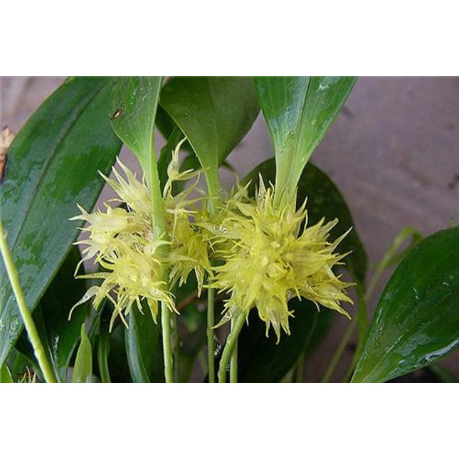 Pleurothallis ruscifolia - Orchids for the People