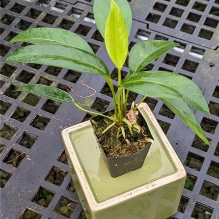 Anthurium scandens - Orchids for the People