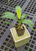 Anthurium scandens – Orchids for the People