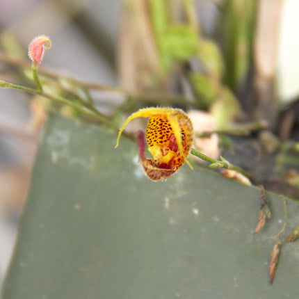 Scaphosepalum beluosum - Orchids for the People