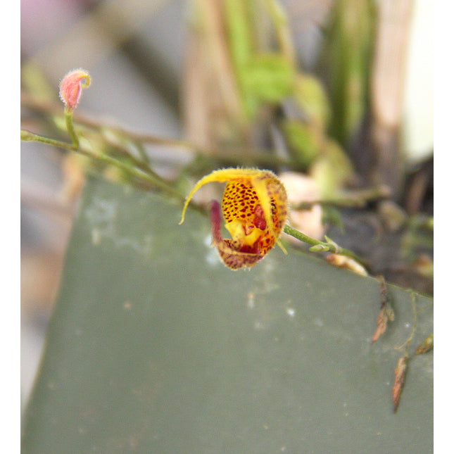 Scaphosepalum beluosum - Orchids for the People