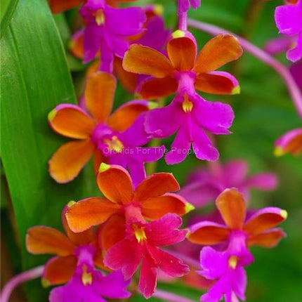 Oerstedella schweinfurthiana (syn Epidendendrum schweinfurthianum) - Orchids for the People