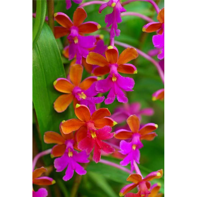 Oerstedella schweinfurthiana (syn Epidendendrum schweinfurthianum) - Orchids for the People