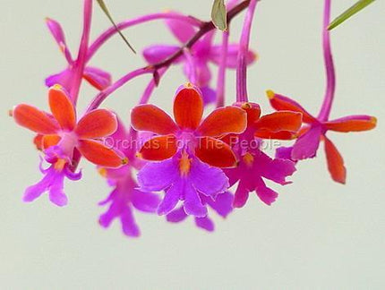 Oerstedella schweinfurthiana (syn Epidendendrum schweinfurthianum) - Orchids for the People