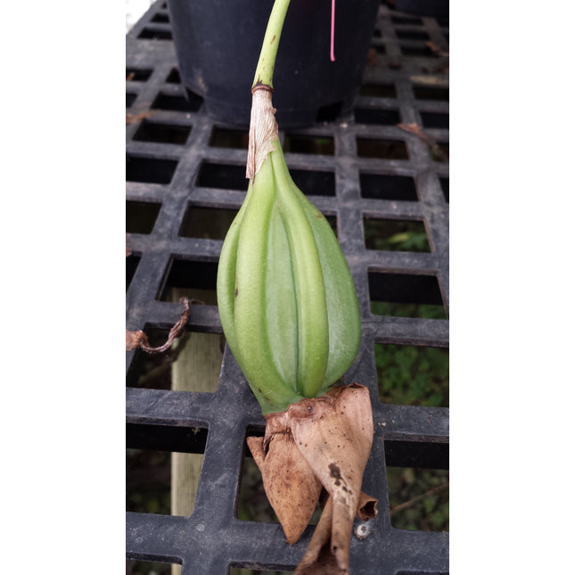 Propagation Service - Green Pod or Dry Seed - Orchids for the People