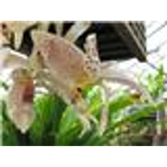 Stanhopea platyceras x oculata - Orchids for the People