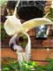Stanhopea platyceras x oculata - Orchids for the People