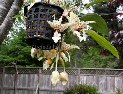 Stanhopea Assidensis - Orchids for the People
