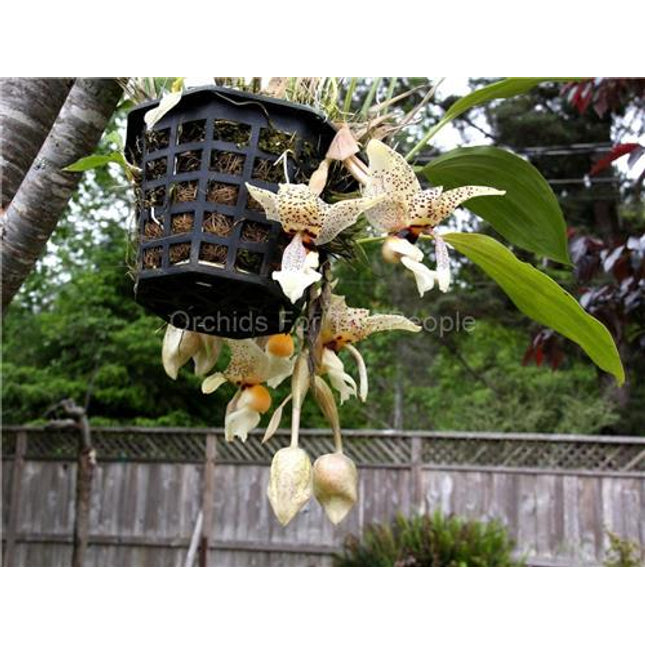Stanhopea Assidensis - Orchids for the People