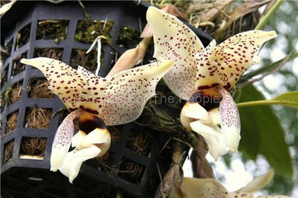 Stanhopea Assidensis - Orchids for the People