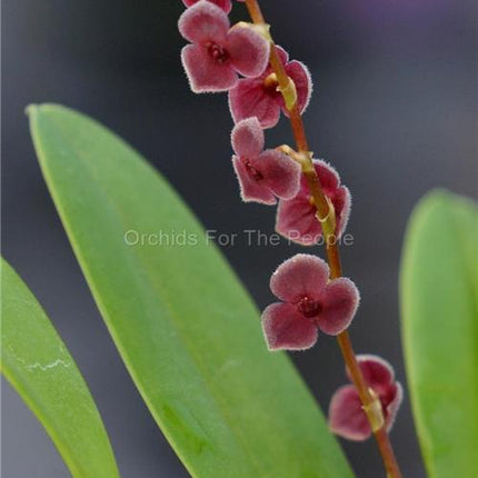Stelis argentata - Orchids for the People