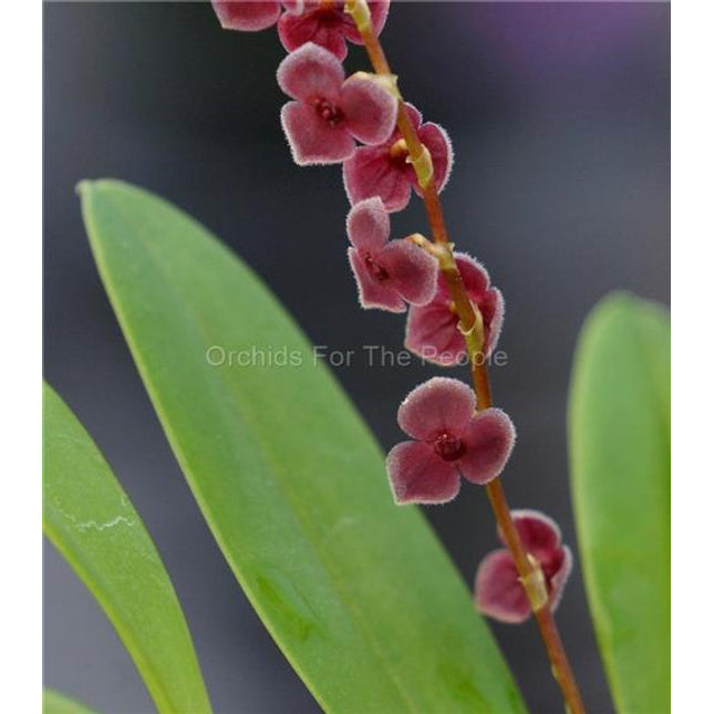 Stelis argentata - Orchids for the People