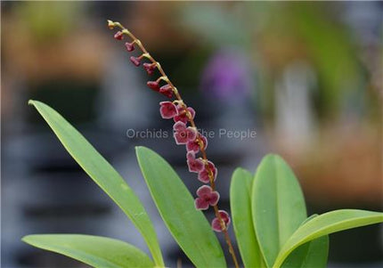 Stelis argentata - Orchids for the People