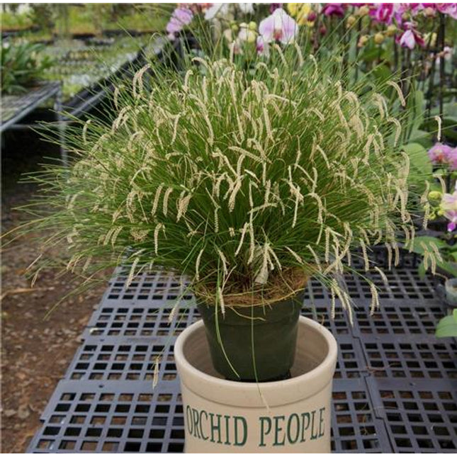 Dendrochilum tenellum - Orchids for the People