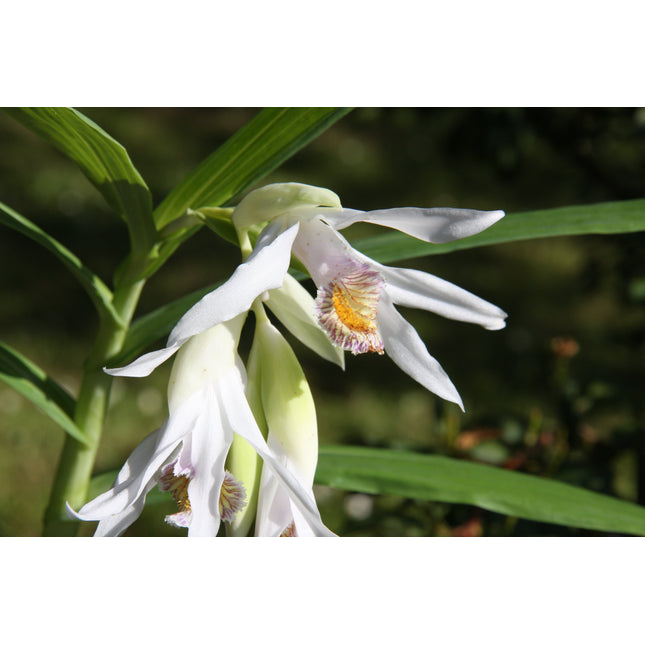 Thunia alba - Orchids for the People